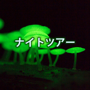 ナイトツアー